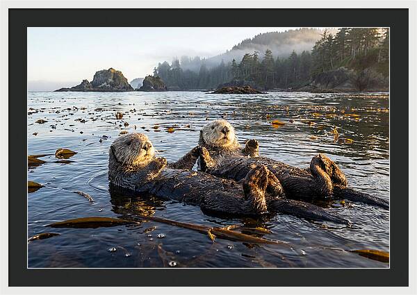 Floating Sea Otters Holding Hands