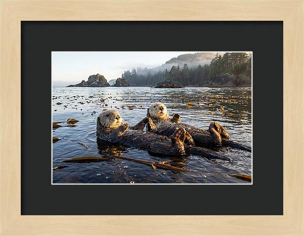 Floating Sea Otters Holding Hands