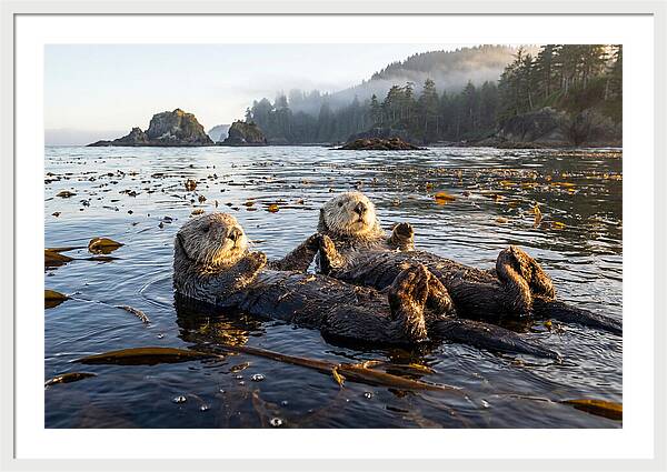 Floating Sea Otters Holding Hands