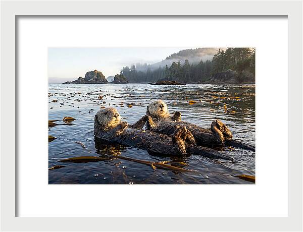 Floating Sea Otters Holding Hands