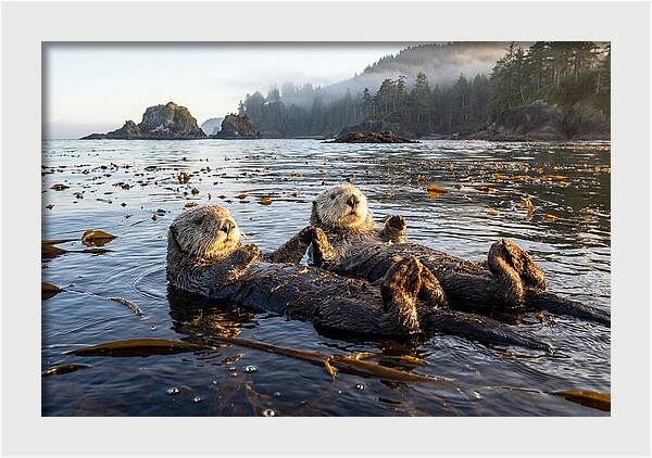 Floating Sea Otters Holding Hands