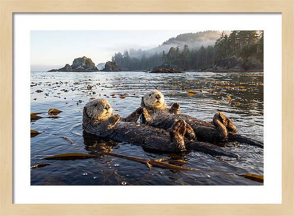 Floating Sea Otters Holding Hands