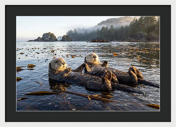 Floating Sea Otters Holding Hands