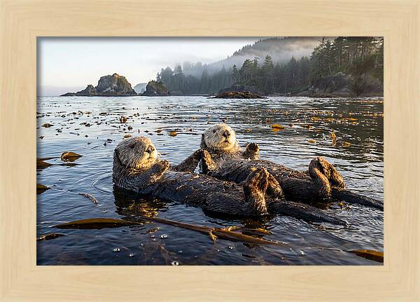 Floating Sea Otters Holding Hands