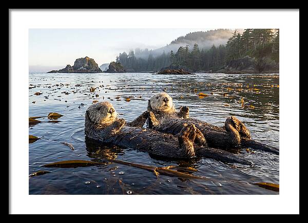 Floating Sea Otters Holding Hands