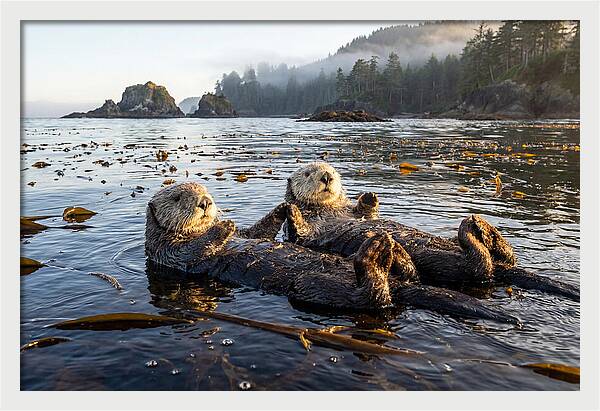 Floating Sea Otters Holding Hands