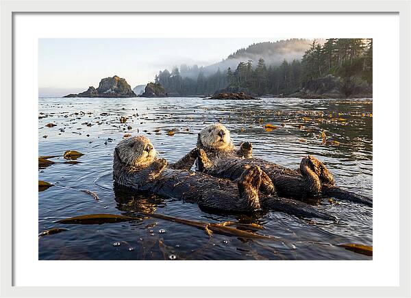 Floating Sea Otters Holding Hands