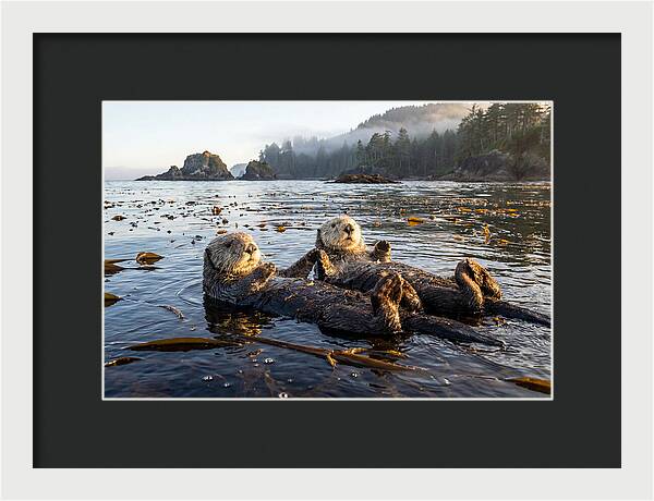 Floating Sea Otters Holding Hands