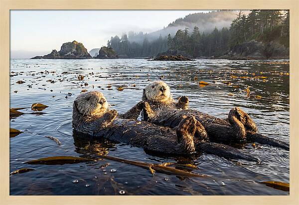 Floating Sea Otters Holding Hands
