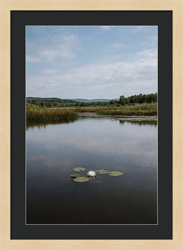 Floating Water Lily Serenity