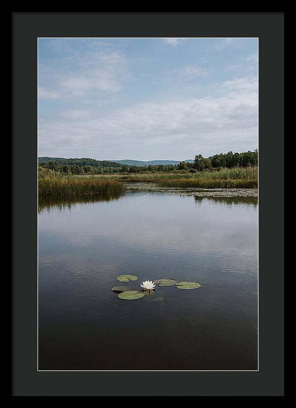 Floating Water Lily Serenity