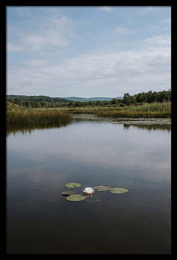 Floating Water Lily Serenity