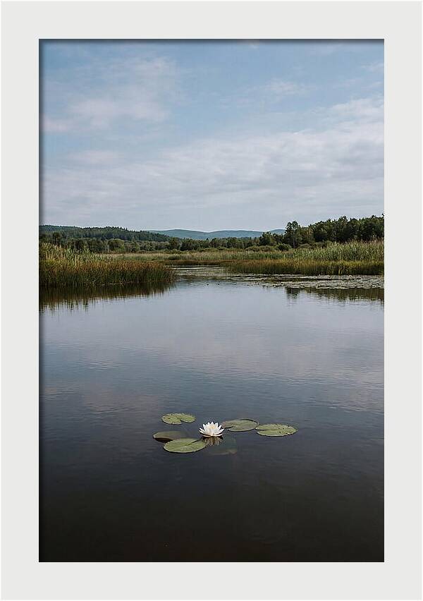 Floating Water Lily Serenity