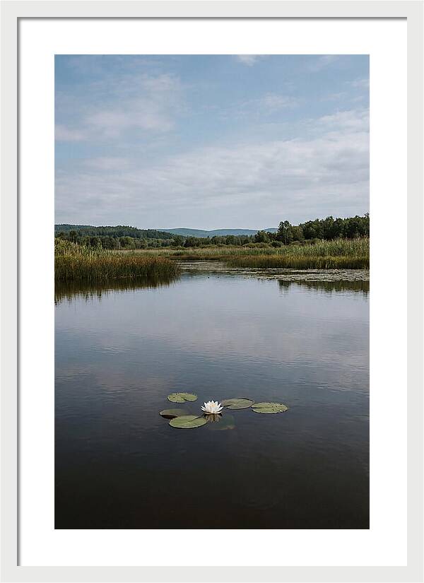 Floating Water Lily Serenity