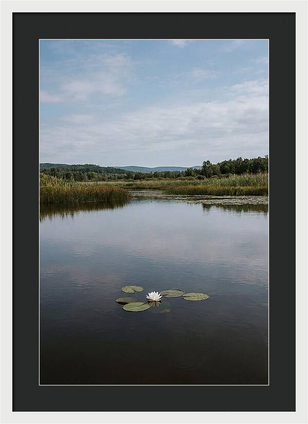 Floating Water Lily Serenity