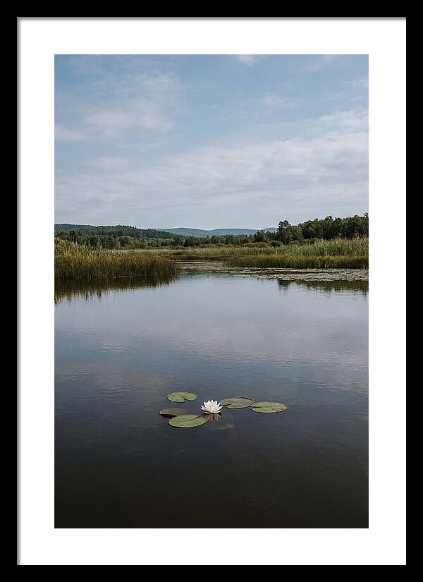 Floating Water Lily Serenity