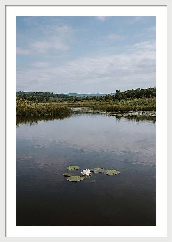 Floating Water Lily Serenity