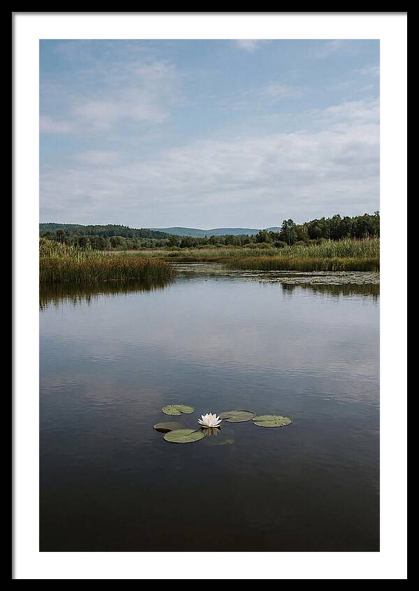 Floating Water Lily Serenity