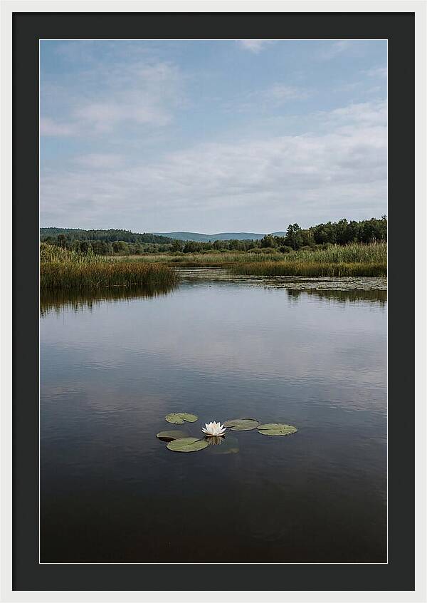 Floating Water Lily Serenity