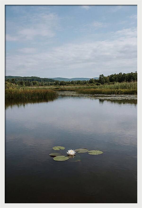 Floating Water Lily Serenity