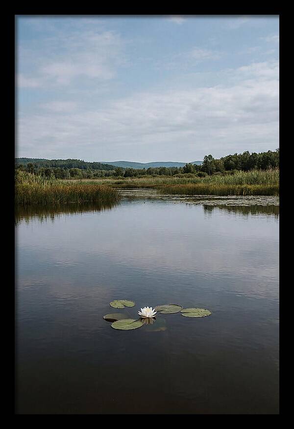 Floating Water Lily Serenity