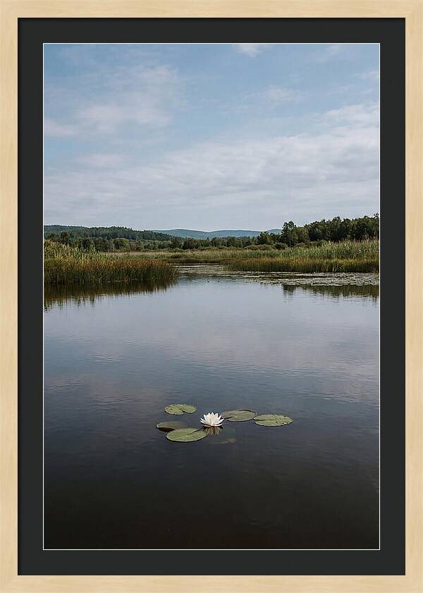 Floating Water Lily Serenity