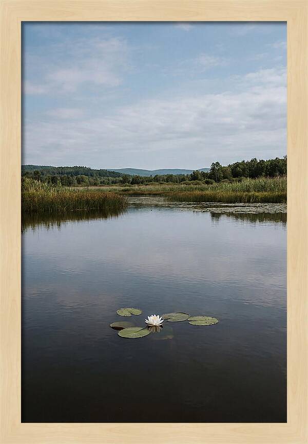 Floating Water Lily Serenity