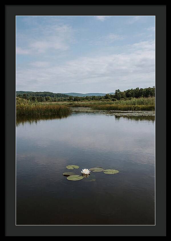 Floating Water Lily Serenity