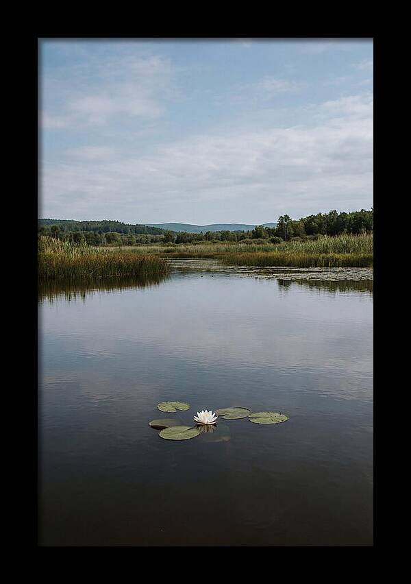 Floating Water Lily Serenity