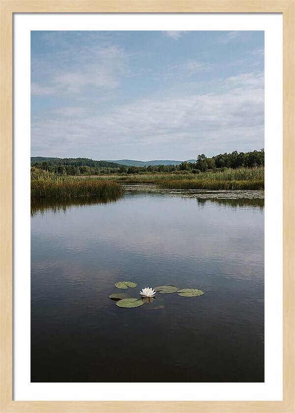Floating Water Lily Serenity