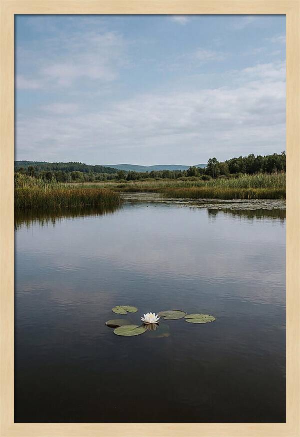 Floating Water Lily Serenity