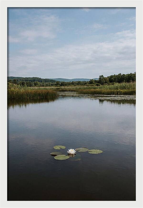 Floating Water Lily Serenity