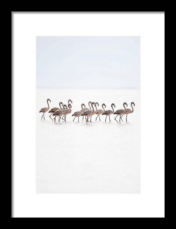 Flock Of Flamingos In Shallow Water
