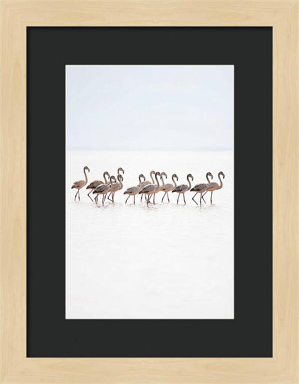 Flock Of Flamingos In Shallow Water