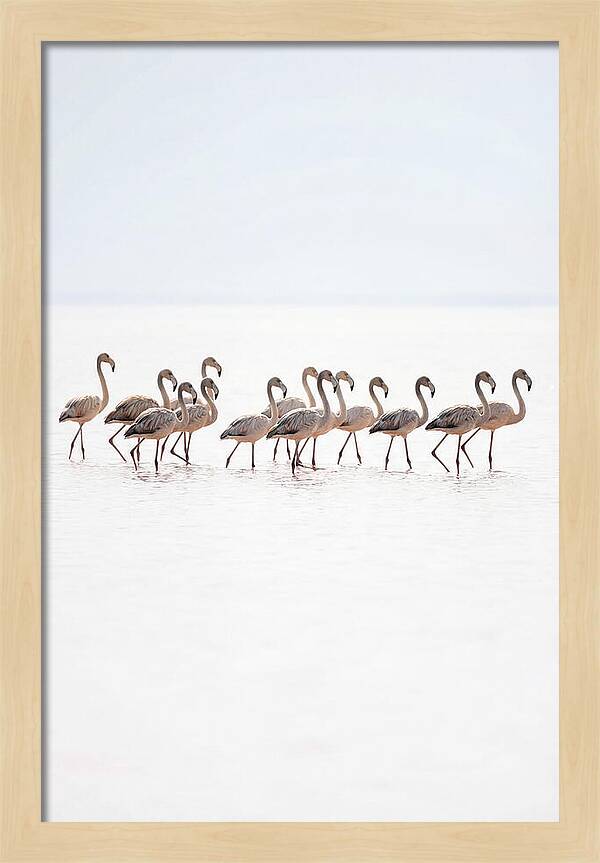 Flock Of Flamingos In Shallow Water
