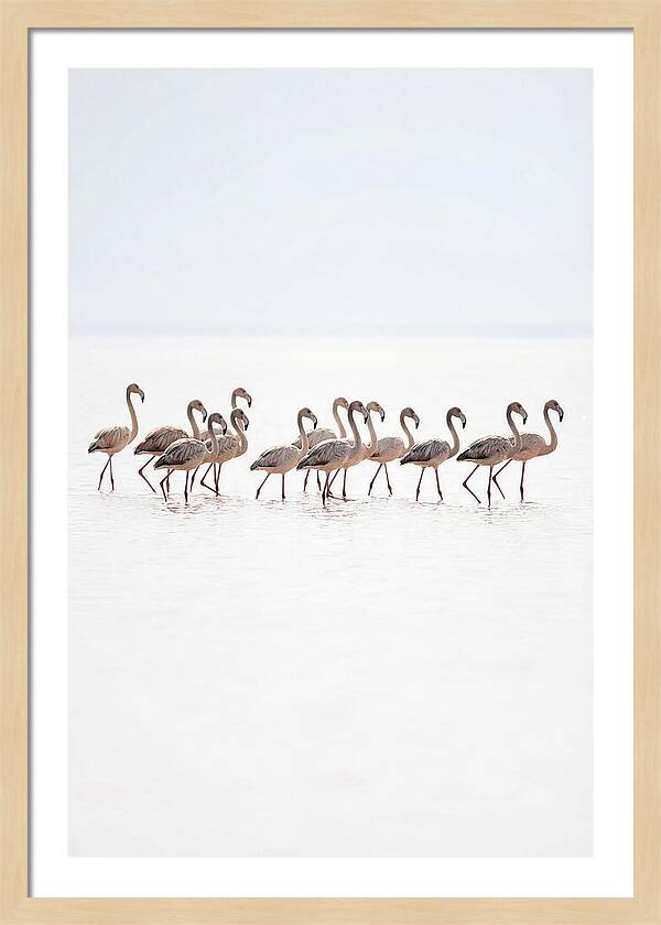 Flock Of Flamingos In Shallow Water