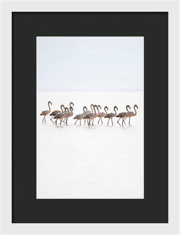 Flock Of Flamingos In Shallow Water