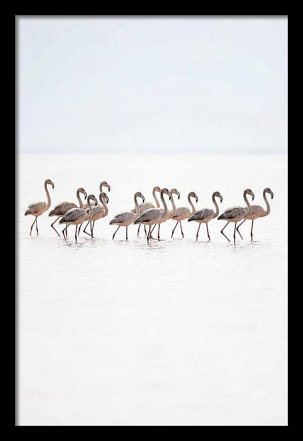 Flock Of Flamingos In Shallow Water