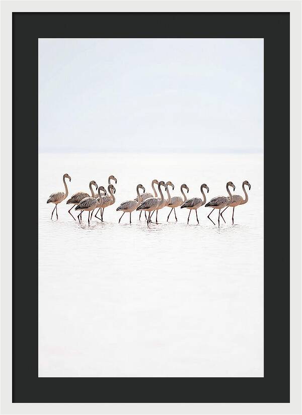 Flock Of Flamingos In Shallow Water