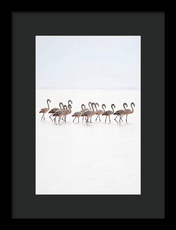 Flock Of Flamingos In Shallow Water