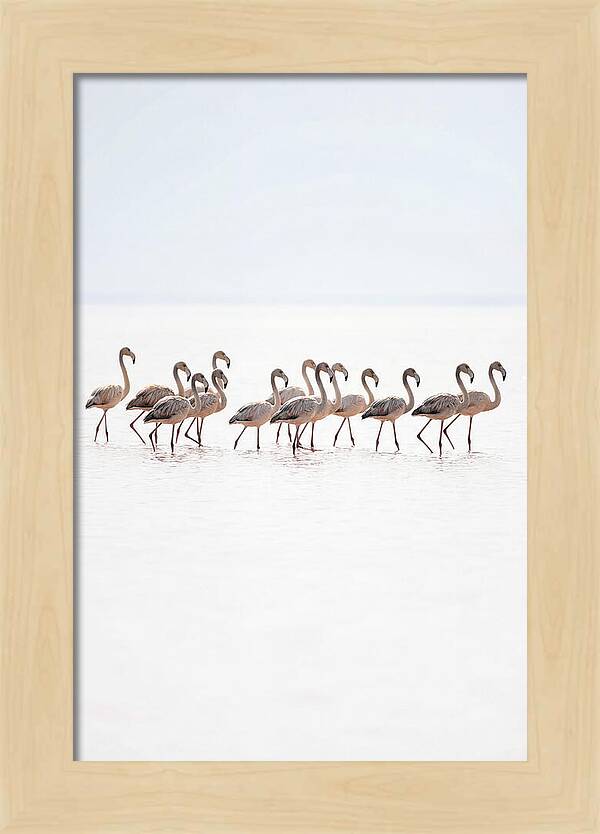 Flock Of Flamingos In Shallow Water
