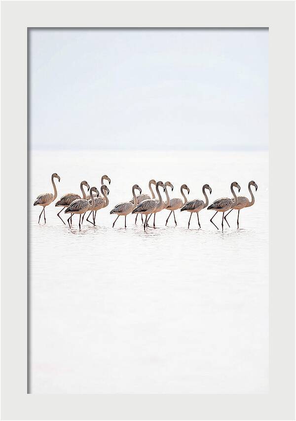 Flock Of Flamingos In Shallow Water