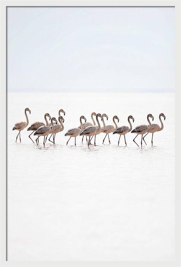Flock Of Flamingos In Shallow Water