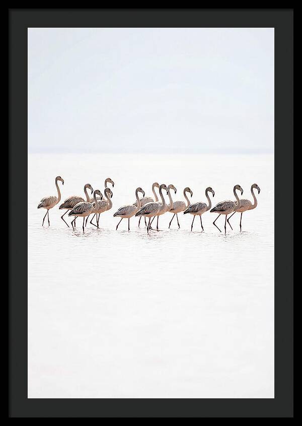 Flock Of Flamingos In Shallow Water
