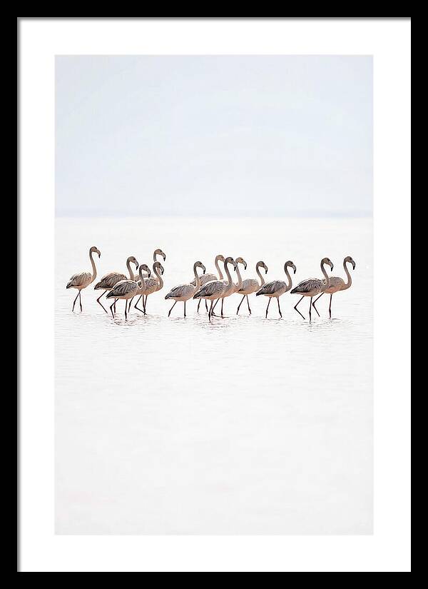 Flock Of Flamingos In Shallow Water