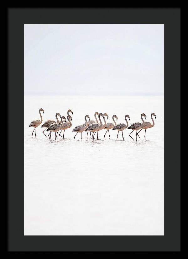 Flock Of Flamingos In Shallow Water