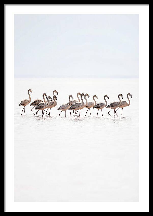 Flock Of Flamingos In Shallow Water