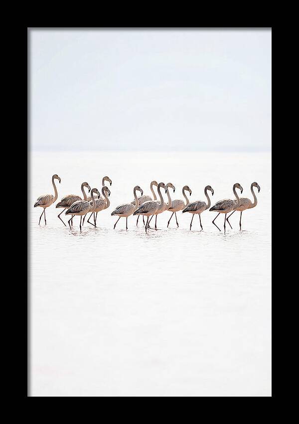 Flock Of Flamingos In Shallow Water