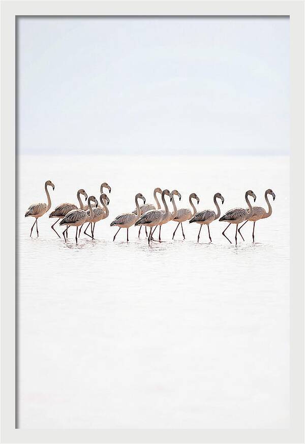 Flock Of Flamingos In Shallow Water