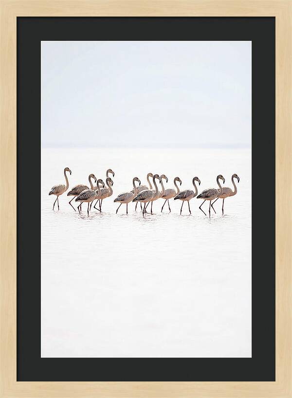 Flock Of Flamingos In Shallow Water